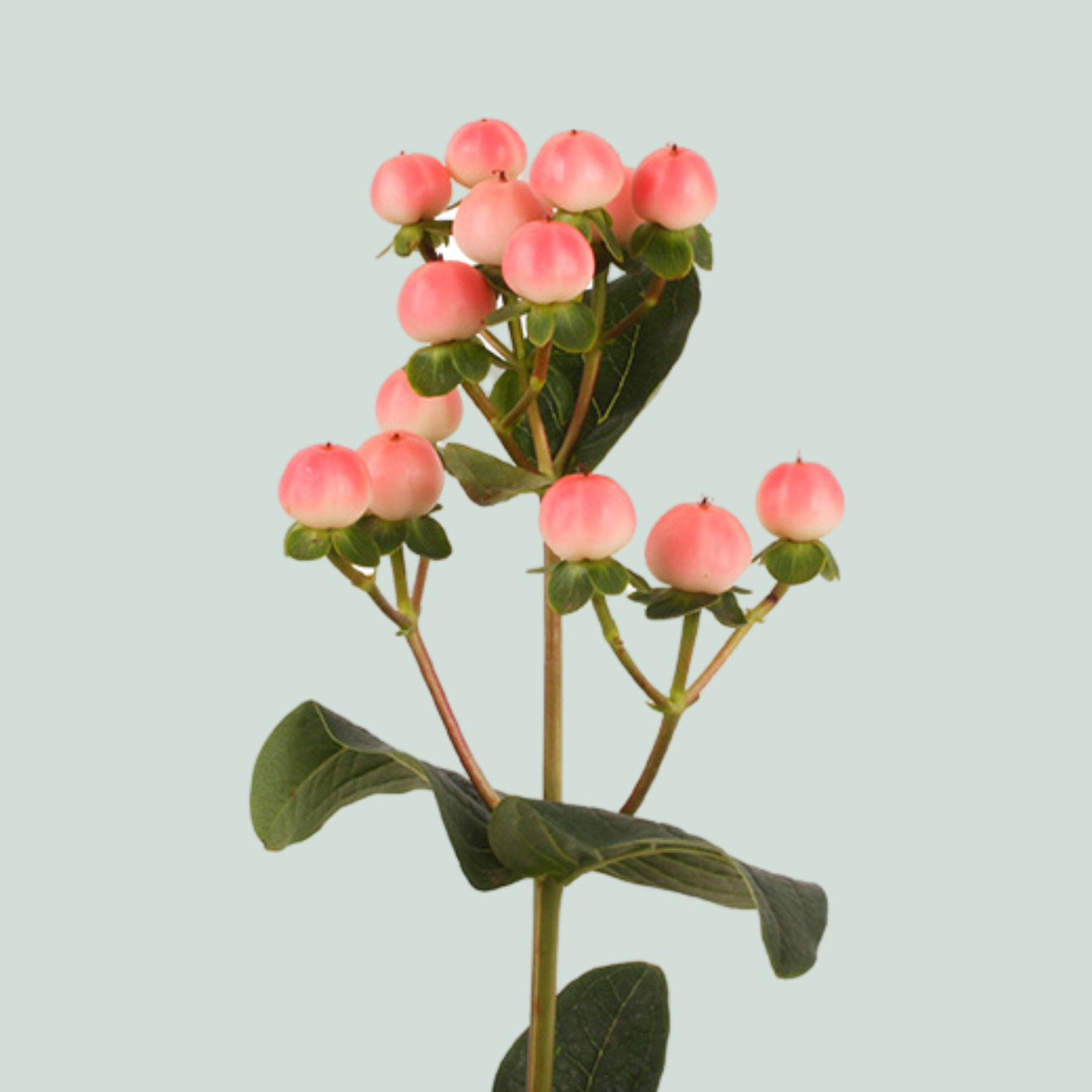 Hypericum Coco Tiamo (10 Stems)