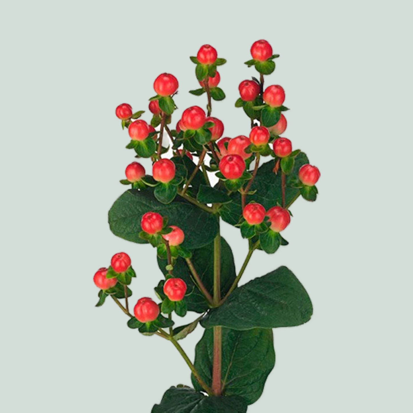 Hypericum Tomato Flair (25 Stems)