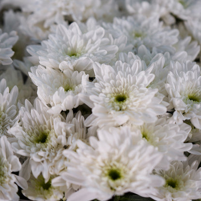 Chrysanthemum Spray Bonita