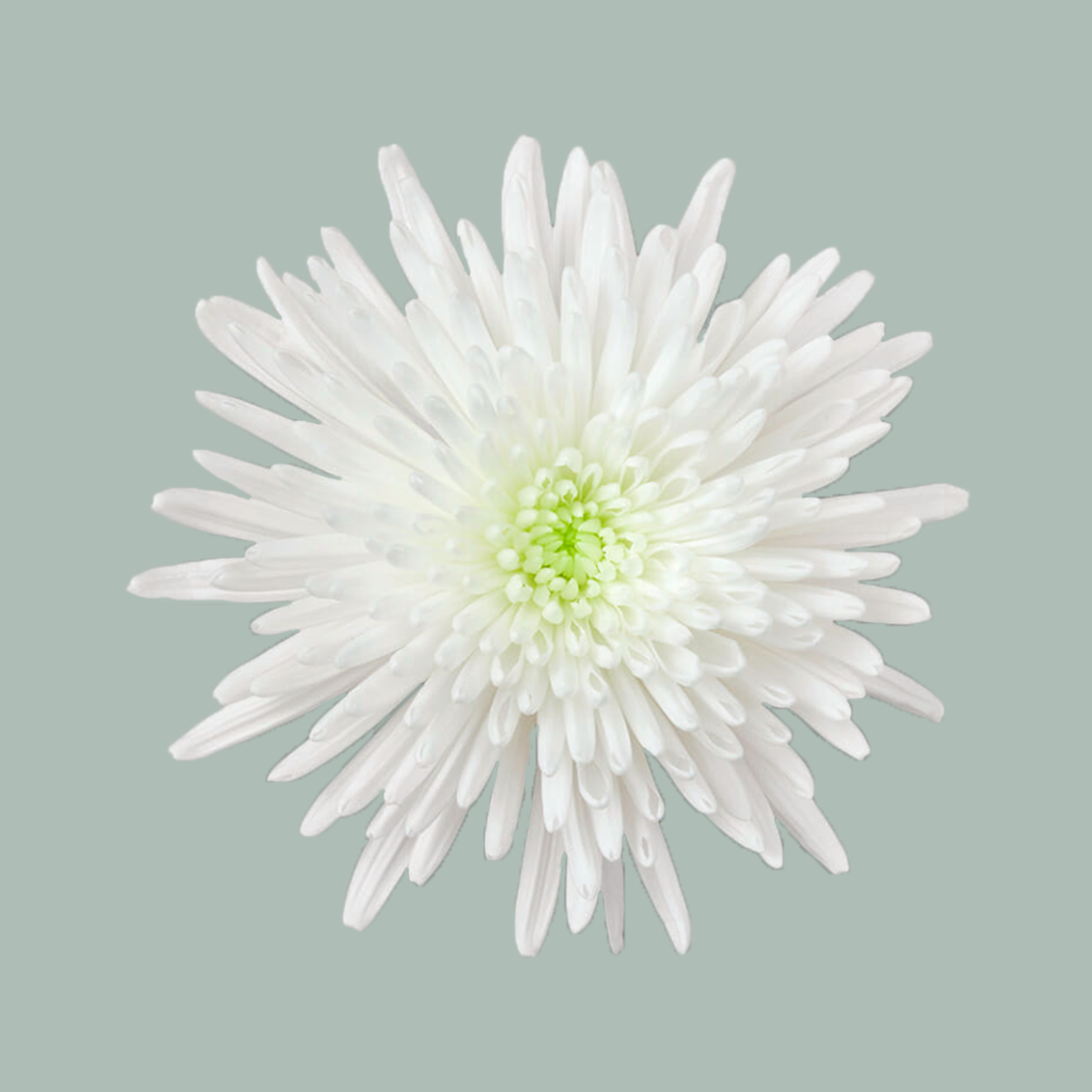 Chrysanthemum G Top Spin (10 Stems)