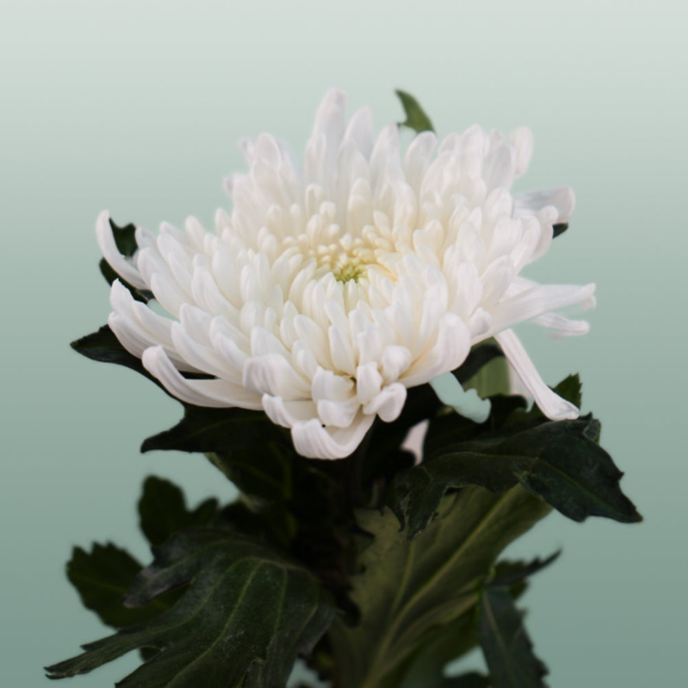 Chrysanthemum Top Spin (10 Stems)
