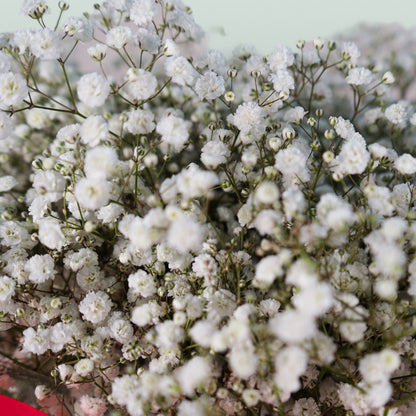 Gypsophila Xlence (25 Stems)