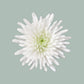 Chrysanthemum Spray Topspin (20 Stems)