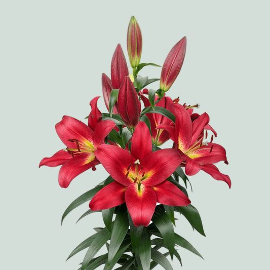 Lily Oriental Touchstone (10 Stems)