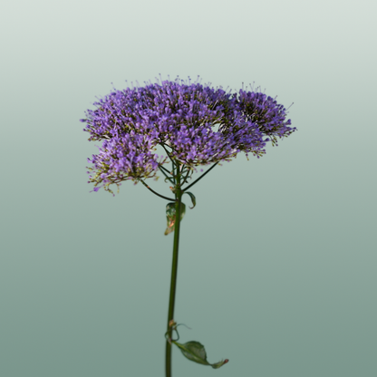 Trach Corine Blue (Trachelium)