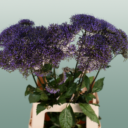 Trach Corine Blue (Trachelium)