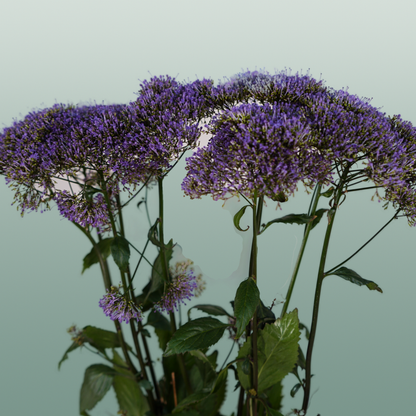 Trach Corine Blue (Trachelium)