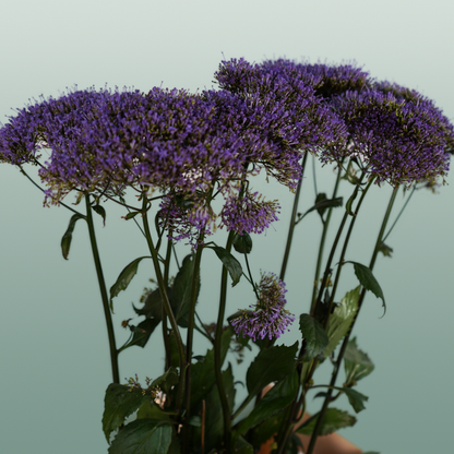 Trach Corine Blue (Trachelium)