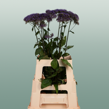 Trach Corine Blue (Trachelium)