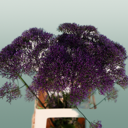 Trach Corine Purple (Trachelium)