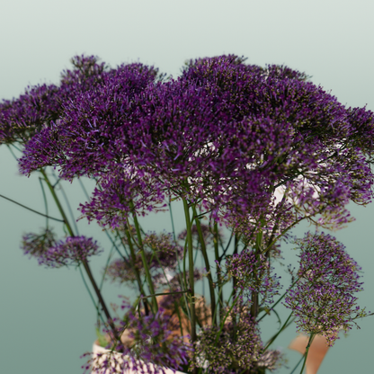 Trach Corine Purple (Trachelium)