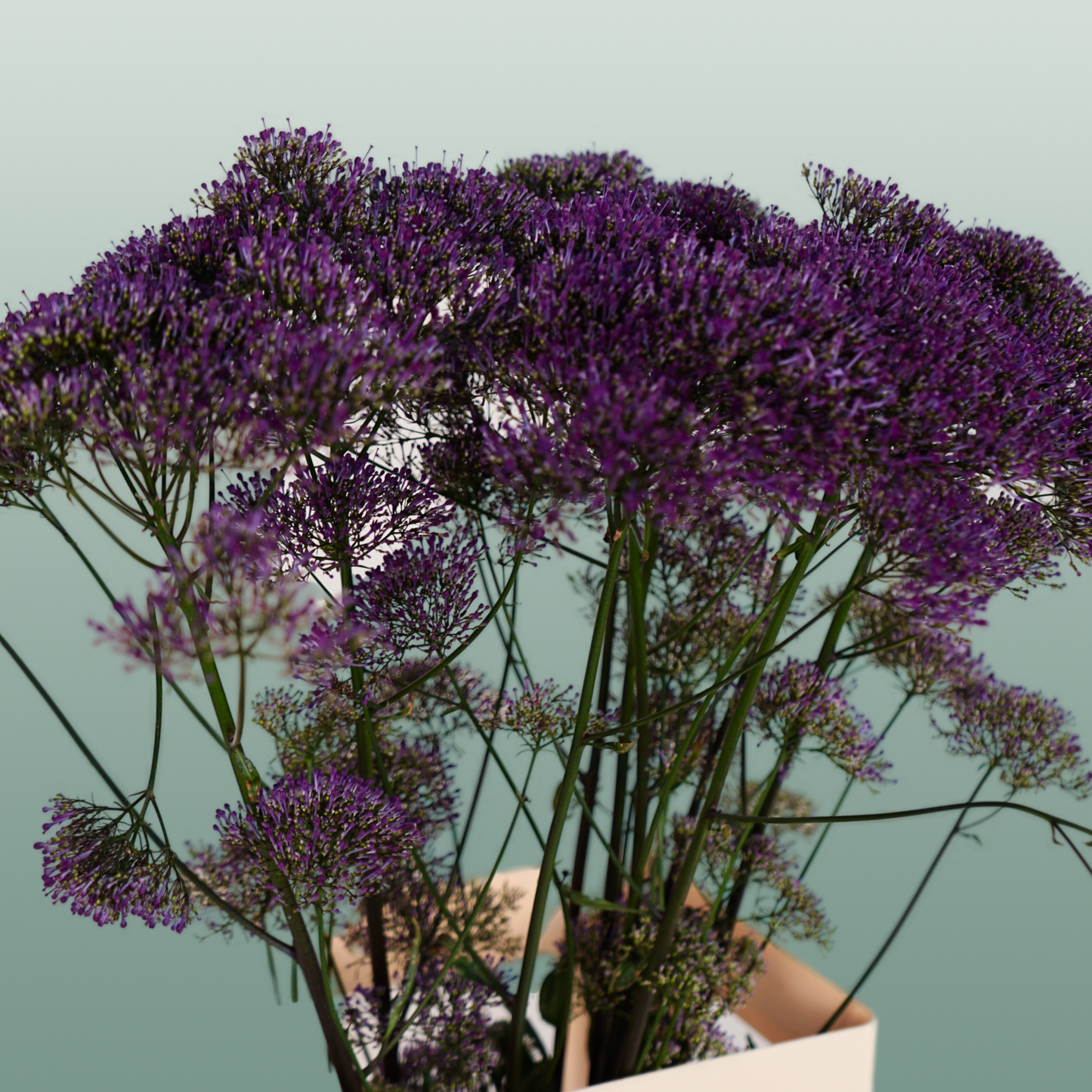 Trach Corine Purple (Trachelium)
