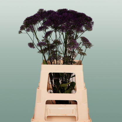 Trach Corine Purple (Trachelium)