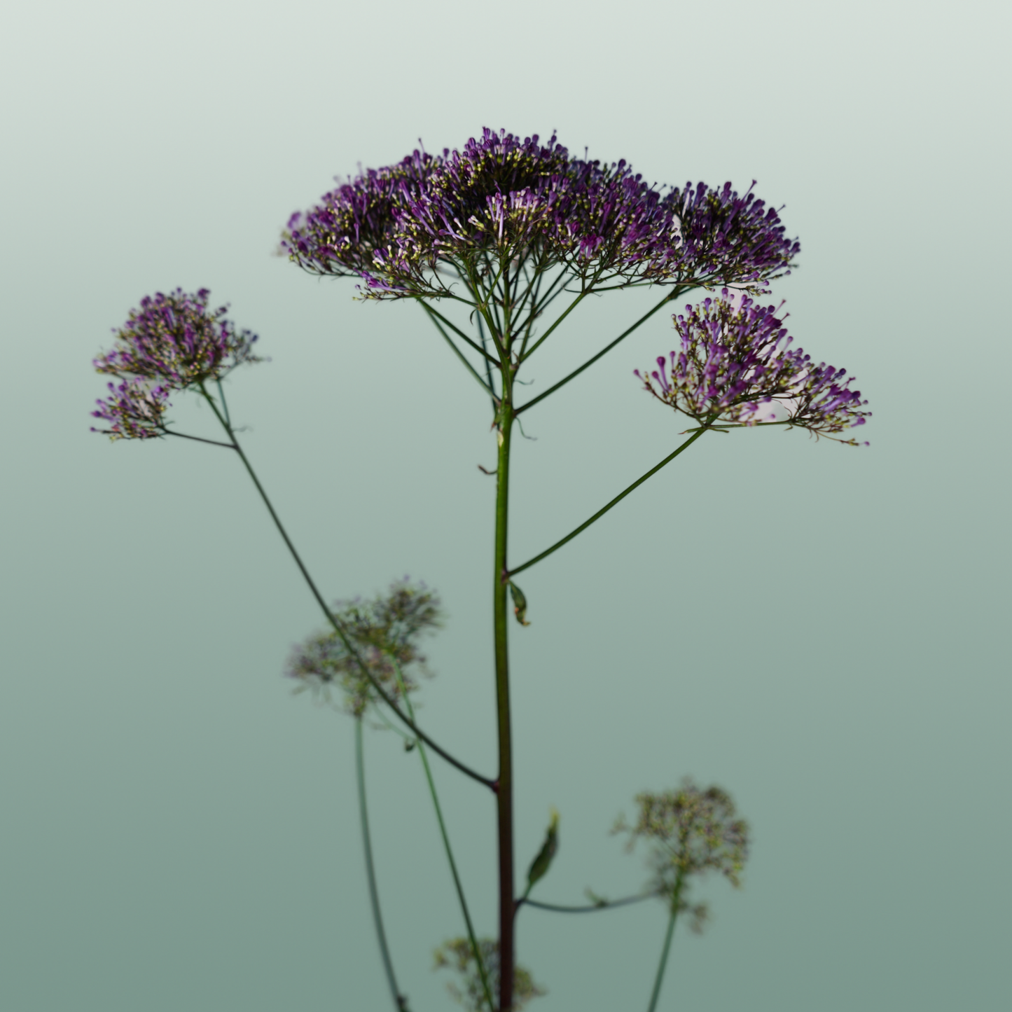 Trach Corine Purple (Trachelium)