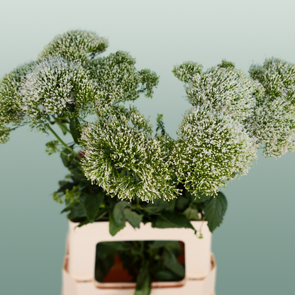 Trachelium White Lake Michigan