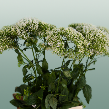 Trachelium White Lake Michigan