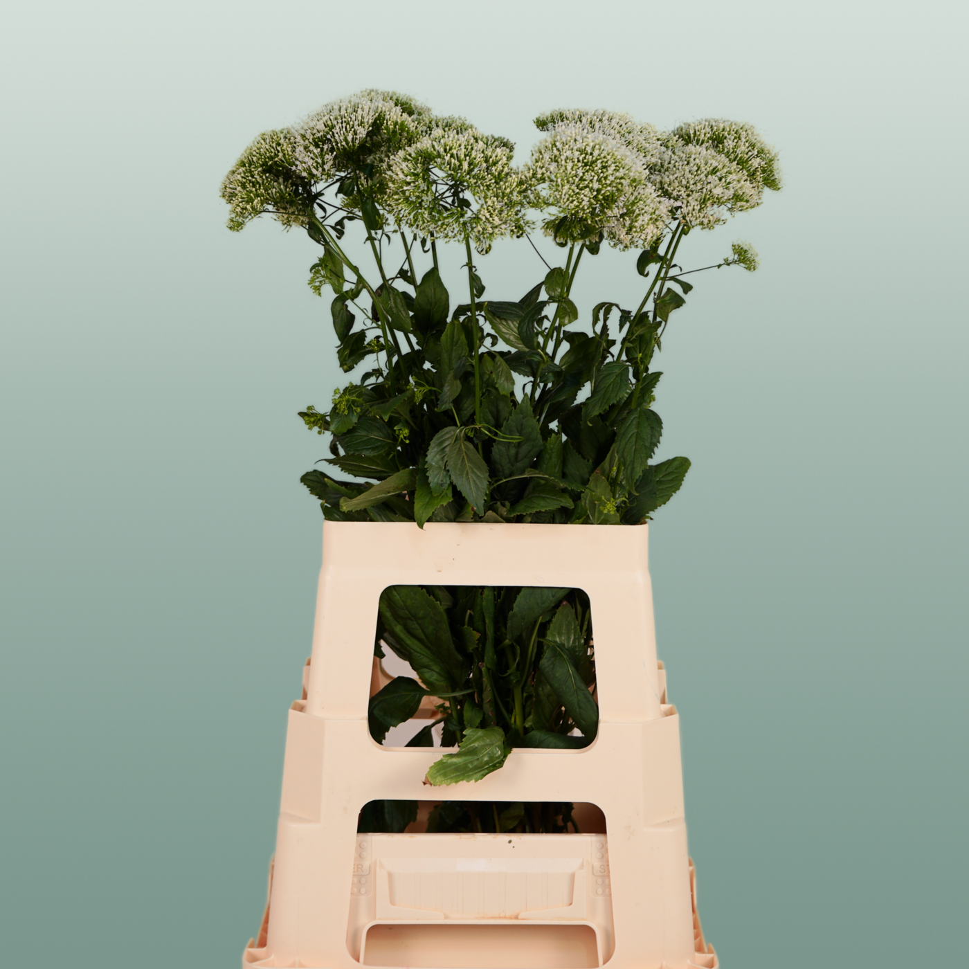 White Trachelium ‘Snowlake’ Cut Stems – 70cm