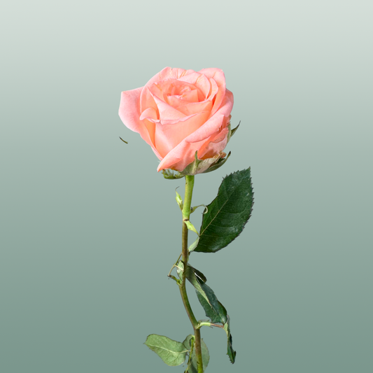 Rose Unicorn
