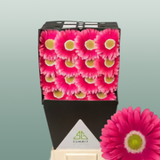 Gerbera Unique
