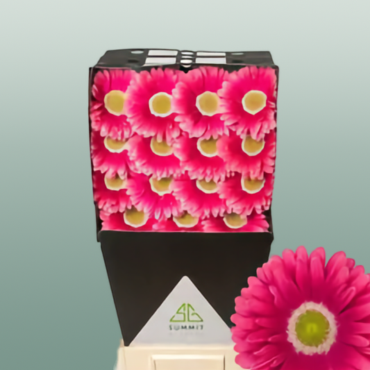Gerbera Unique