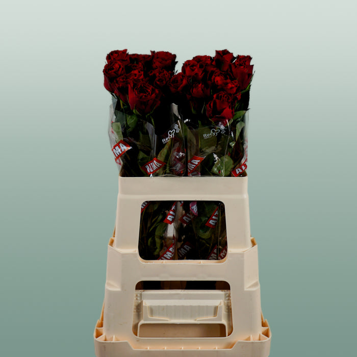 Rose - Rosa - Upper Class