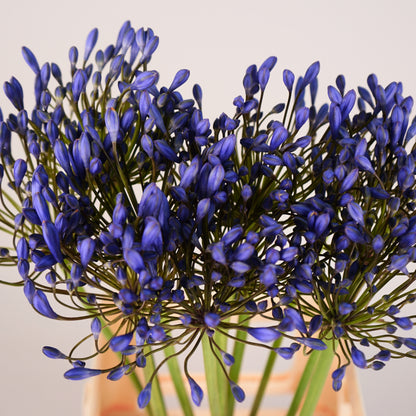 Agapanthus Uri (10 Stems)