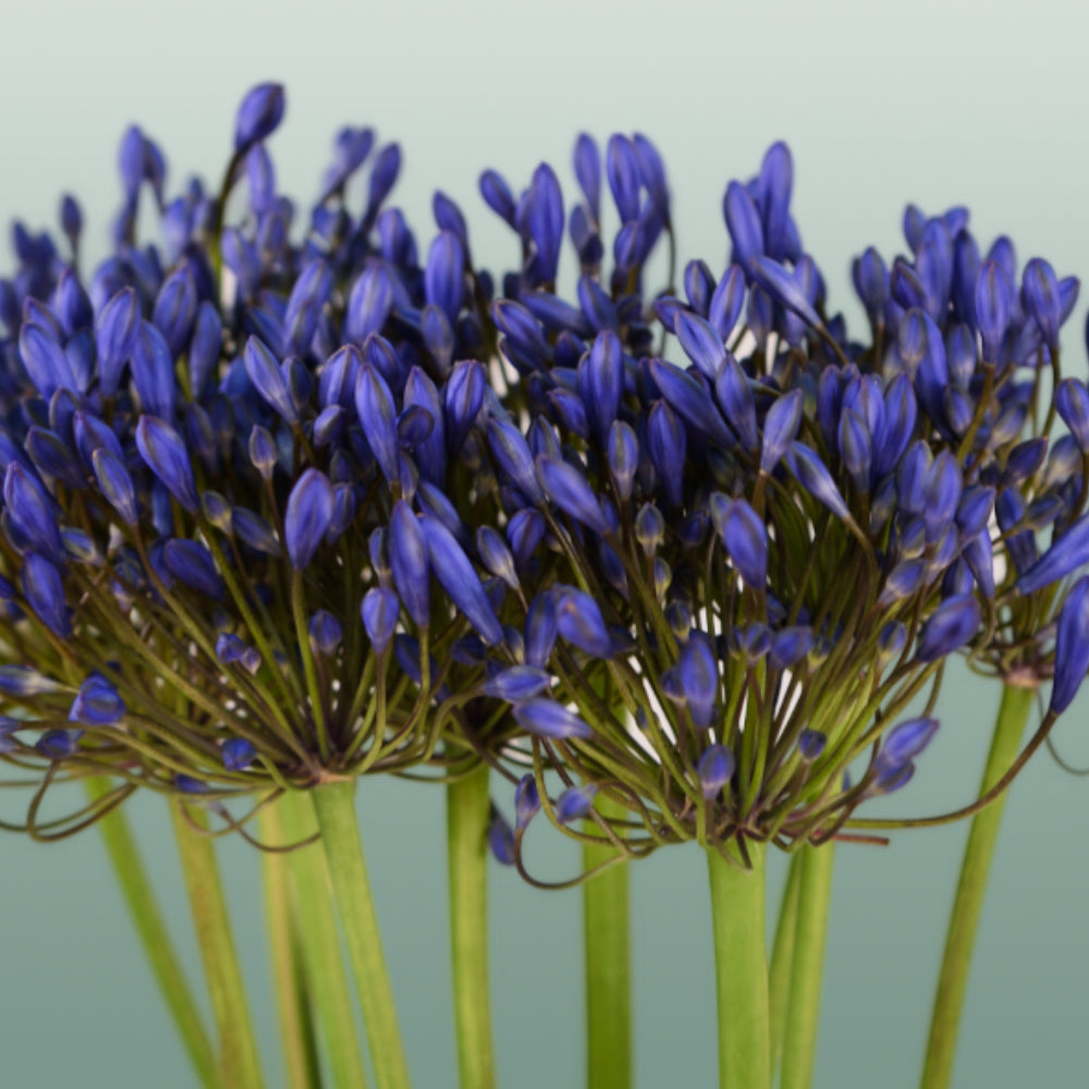 Agapanthus Uri (10 Stems)