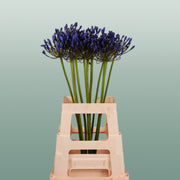Blue Agapanthus ‘Uri’ Cut Stems – 60cm