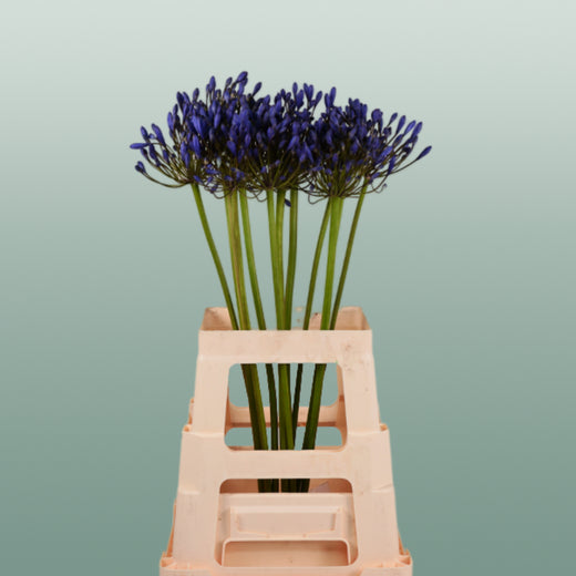 Blue Agapanthus ‘Uri’ Cut Stems – 60cm