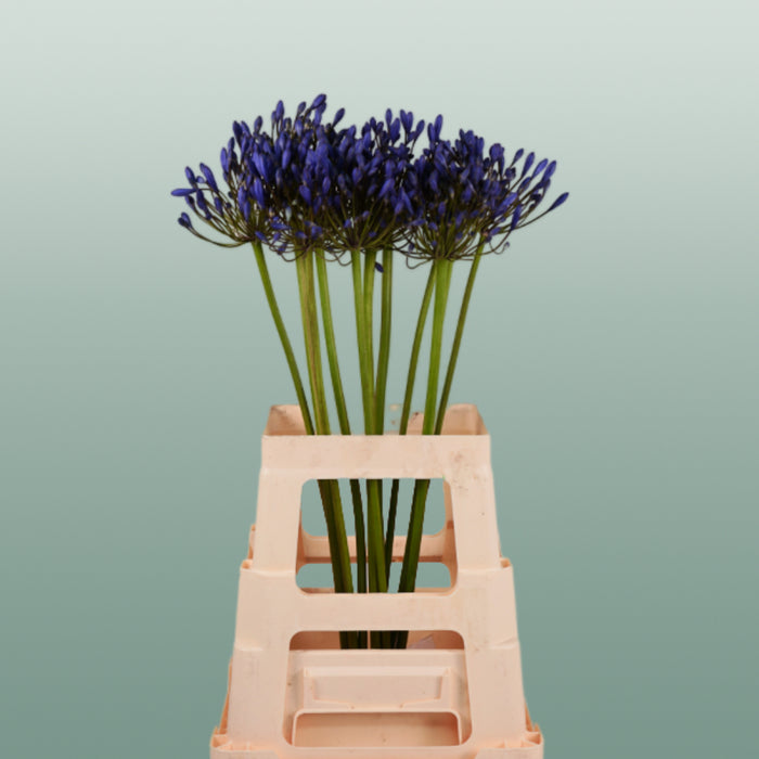 Blue Agapanthus ‘Uri’ Cut Stems – 60cm
