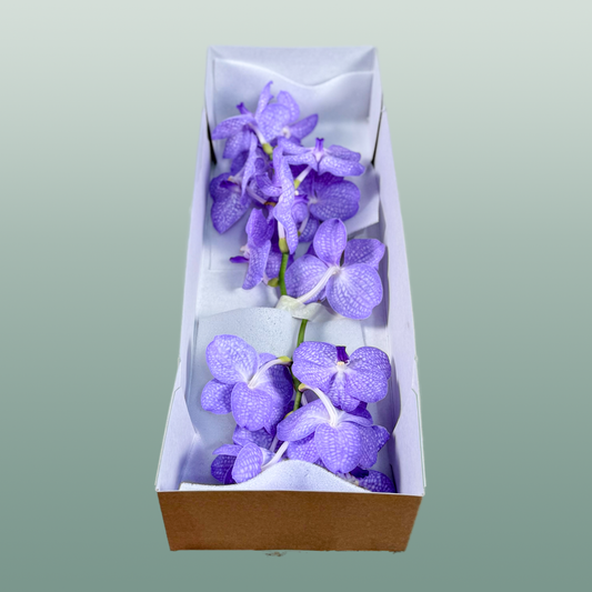 Orchid Vanda Kan Angelite