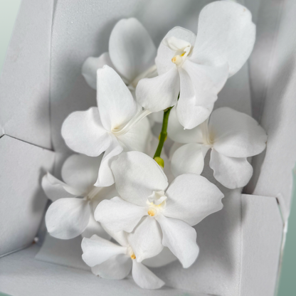 Orchid Vanda Kan Ansu No. 1