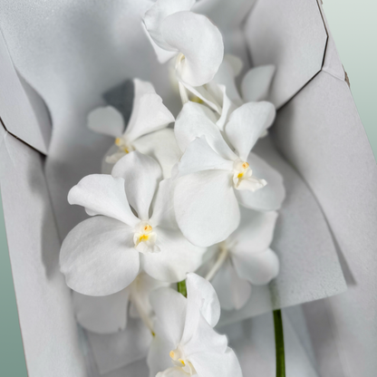 Orchid Vanda Kan Ansu No. 1