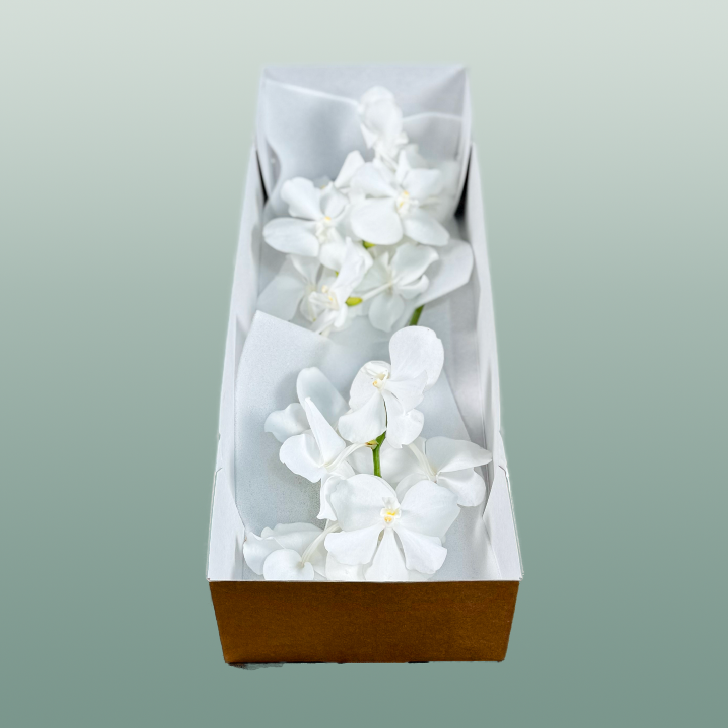 Orchid Vanda Kan Ansu No. 1