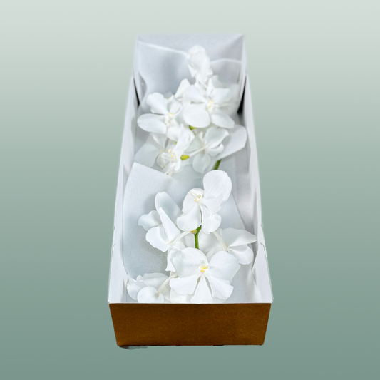 Orchid Vanda Kan Ansu No. 1