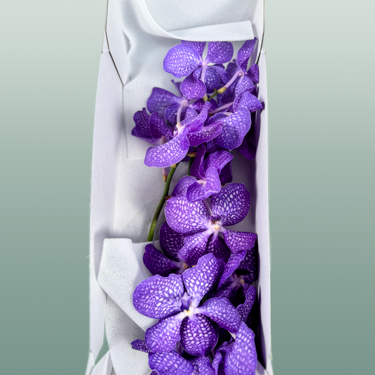 Orchid Vanda Kan Mag Blue