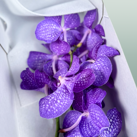 Orchid Vanda Kan Mag Blue