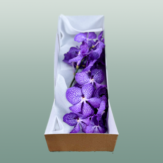 Orchid Vanda Kan Mag Blue