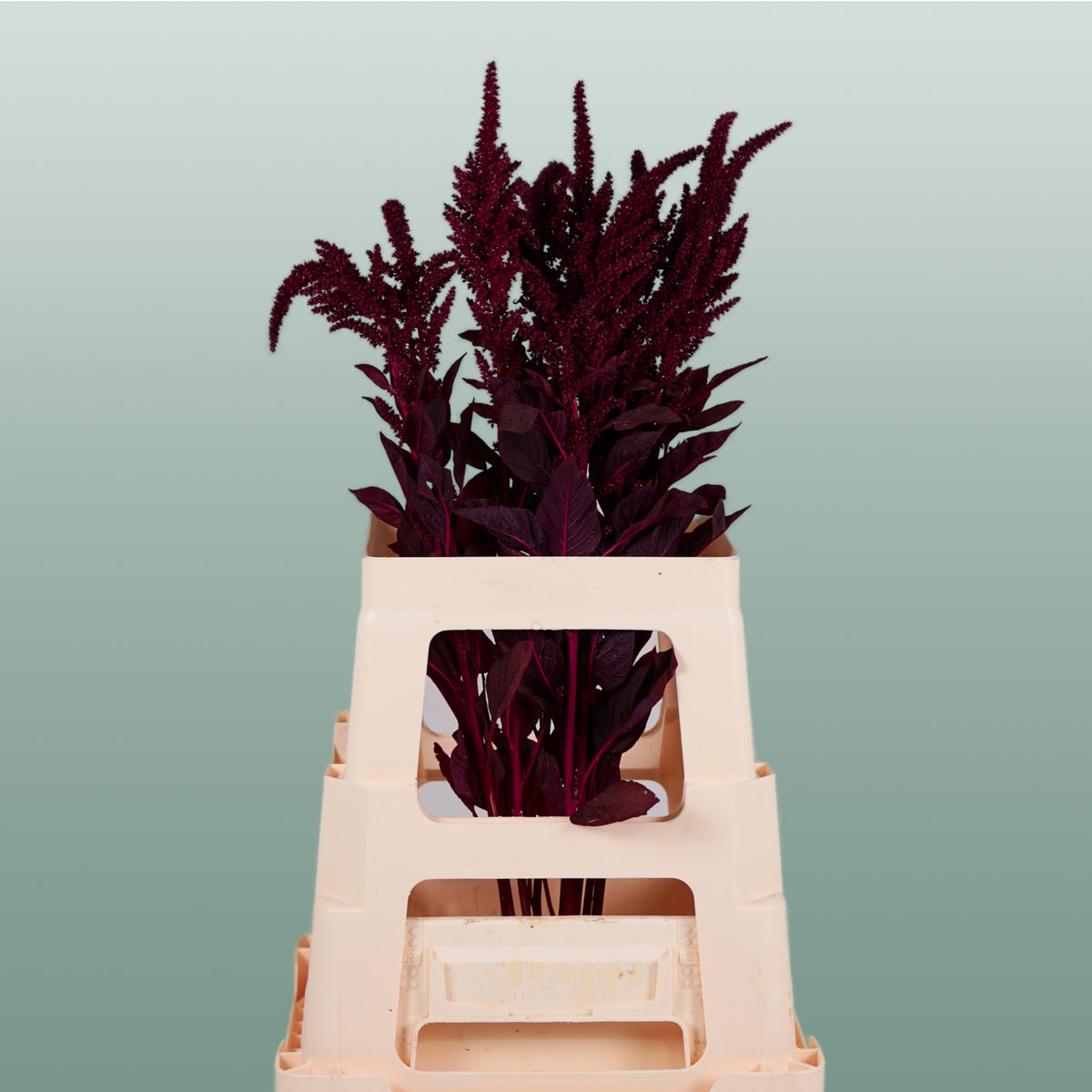 Burgundy Amaranthus Velvet – 70cm Stems