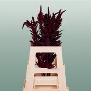 Burgundy Amaranthus Velvet – 70cm Stems