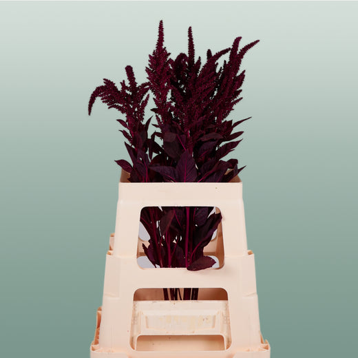 Burgundy Amaranthus Velvet – 70cm Stems