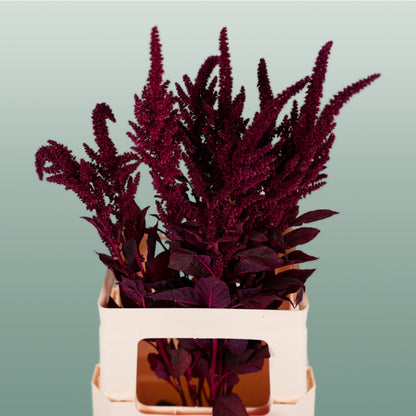 Amaranthus Velvet (10 Stems)
