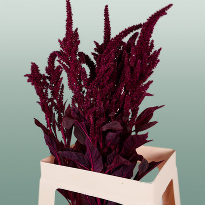 Amaranthus Velvet (10 Stems)