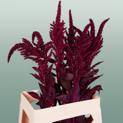 Amaranthus Velvet (10 Stems)