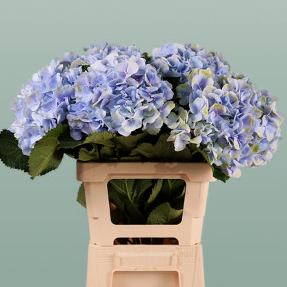 Hydrangea Verena Pastel (10 Stems)