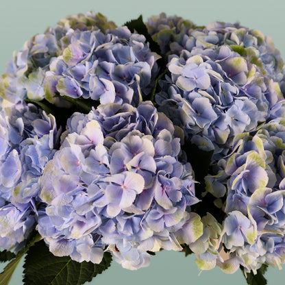 Hydrangea Verena Pastel (10 Stems)