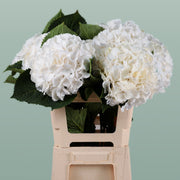 Hydrangea Verena White