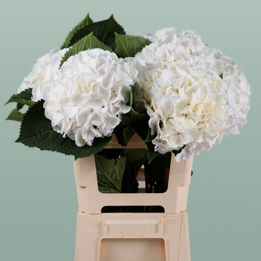 Hydrangea Verena White