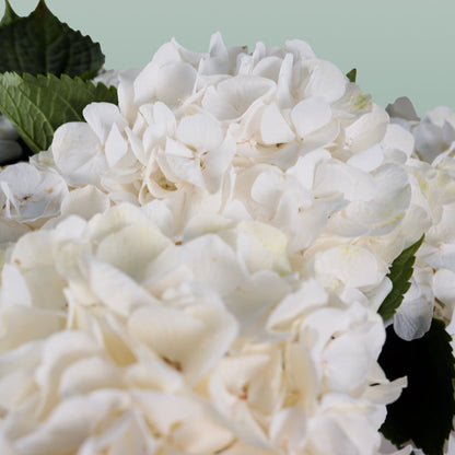 Hydrangea Verena White (10 Stems)
