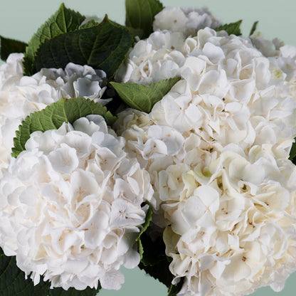 Hydrangea Verena White (10 Stems)